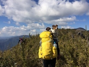 9 conselhos para acampar com o seu cãozinho