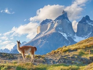 4 séries na Netflix para quem é curioso e ama a natureza