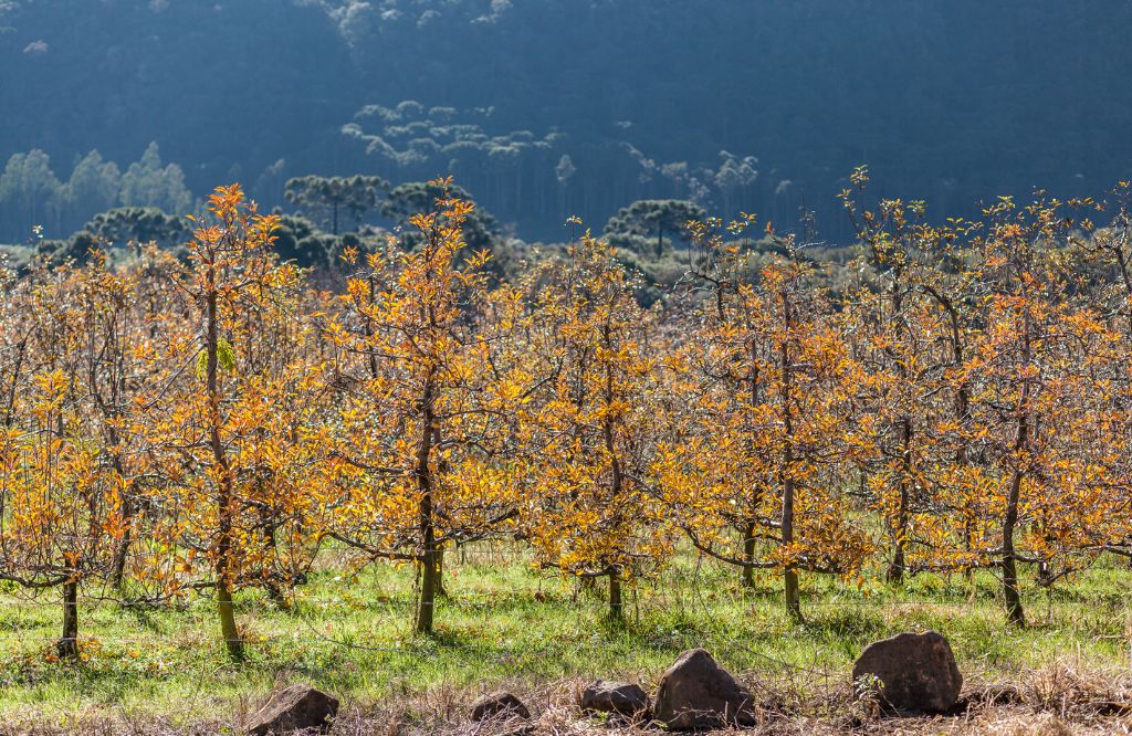 Urubici Serra Catarinense